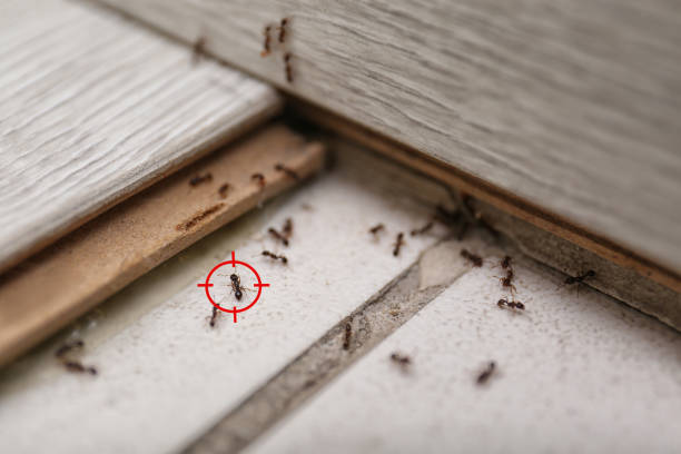 Best Ant Control Services  in Latimer, MS