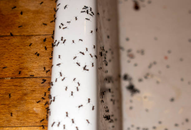 Professional Pest Control in Latimer, MS