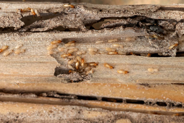 Best Insect Control  in Latimer, MS